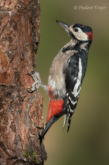 Pico picapinos del Teide (Dendrocopos major canariensis)